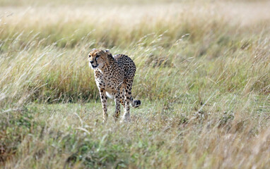 Cheetah walking towards the viewer, Masai Mara Kenya Africa  © Judith