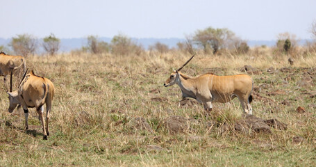 Closeup of a Common Eland, Masai Mara Kenya Africa
