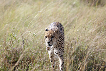 Closeup of a Cheetah walking towards the viewer, Masai Mara Kenya Africa
