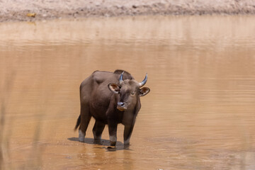 Indian Gaur (Bos gaurus) or Indian Bison walking in the indian jungle.