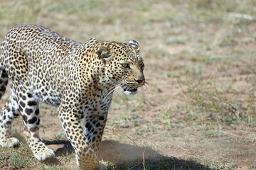 Closeup of Leopard approaching viewer, Masai Mara Kenya Africa
