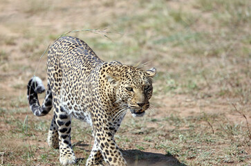 Leopard approaching viewer, Masai Mara Kenya Africa
