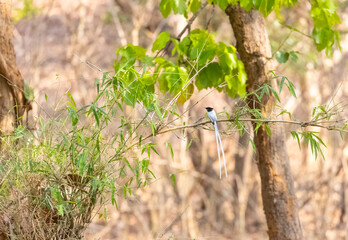 Asian Paradise Flycatcher in forest.