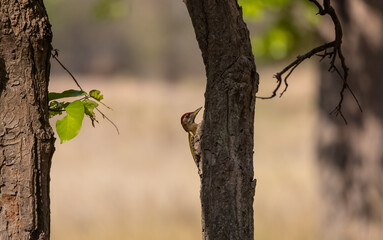 Grey-headed woodpecker (Picus canus) bird in forest.
