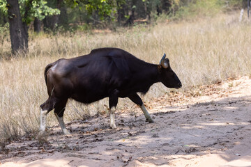 Indian Gaur (Bos gaurus) or Indian Bison walking in the indian jungle.
