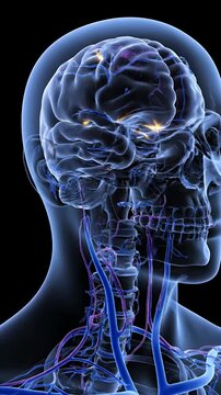 3D Animation of Human Brain and Body Anatomy Highlighting Pineal Gland Located Behind Third Ventricle Medical Visualization on Black Backdrop Revealing Vessels and Nervous System