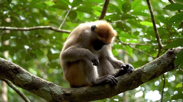 Golden Langur Monkey Resting on a Tree Branch in a Lush Green Forest.