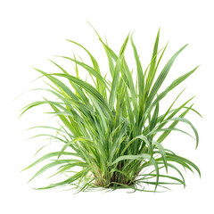 Obraz premium A digitally rendered, isolated clump of vibrant green and light-yellow striped grass against a stark black background