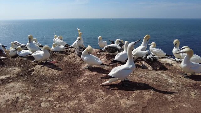 br&uuml;tende Blasst&ouml;lpel, eng aneinander versammelt auf Helgoland