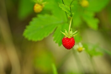 wild single strawberry in a forest in Germany in summer