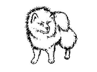 Vector illustration of the Pomeranian dog. Graphic portrait of a pet. Dog grooming services  