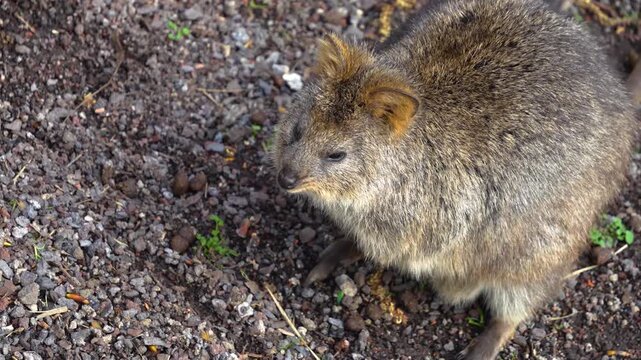Close up of wallaby or Kangaroo rabbits searchin for food on the forest ground on a cloudy day