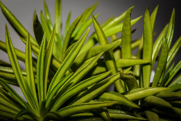 Obraz premium close up of green succulent