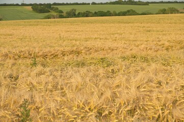 field with ripe golden barley in thuringia in germany