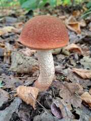 mushroom in the forest