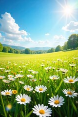 A vibrant field of daisies stretching to the horizon under a bright summer sky  Perfect for nature, springtime, and floral themes  Beautiful wildflowers bathed in golden sunlight , sun, beauty, peace