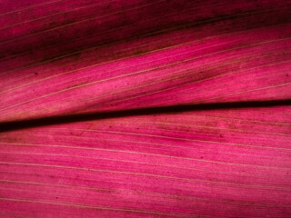 Transparent Pink leaf 