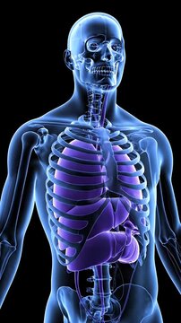 Human Torso Anatomy Animation on Dark Background Highlighting Lungs Stomach Liver Intestines Pancreas and Gallbladder Medical Visual Aids for Healthcare Illustration and Education