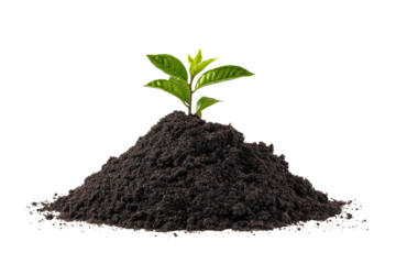 A small green plant sprouts from a mound of rich, dark soil against a black background