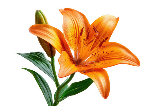 Vibrant orange blossom with stamen details; unbloomed bud and green leaves on dark background