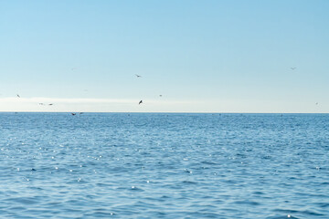 Obraz premium Ocean sky birds calm blue water meets clear horizon with flying seabirds, a peaceful natural scene offering copy space