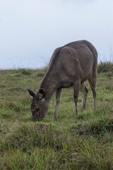 female sambar deer in hortain plaiins