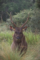 sambar deer in the woods