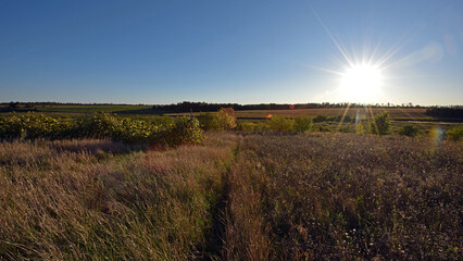 Naklejka premium old abandoned vineyard at sunset. Nature, a village garden, dry grass, autumn season. Wine industry, decline, abandonment, unkempt vines. Beautiful landscape outside the city. Warm sunny weather