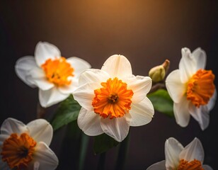 Fototapeta premium A close-up showcases five white and orange daffodils with green stems against a dark, blurred background, highlighting their delicate petals.