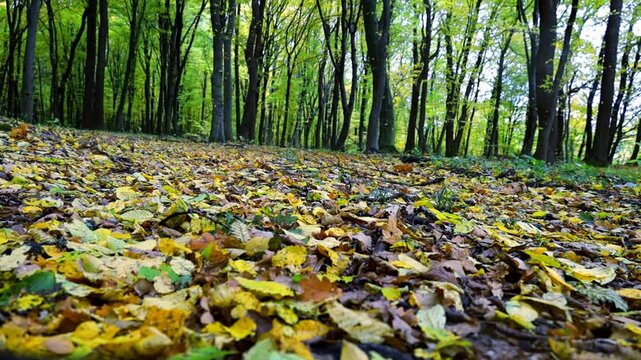Quiet autumn forest. A slope densely covered with fallen golden-yellow leaves creates a soft, rustling carpet. Sunbeams pierce through the tree crowns, illuminating the picturesque landscape.