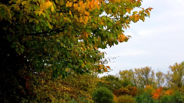 Autumn forest edge. Deciduous tree branches with partially yellow and green foliage sway rhythmically in the wind gusts. Soft light highlights the bark texture and golden leaf shades.