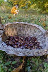 Woman Collecting Chestnuts in an Autumn Forest with a Wicker Basket