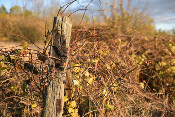 old abandoned vineyard at sunset. Nature, a village garden, dry grass, autumn season. Wine industry, decline, abandonment, unkempt vines. Beautiful landscape outside the city. Warm sunny weather