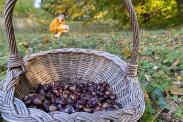 Woman Collecting Chestnuts in an Autumn Forest with a Wicker Basket