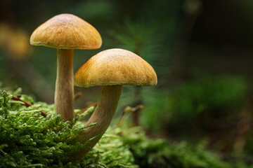 Close-up of forest mushrooms in autumn in Franconian Switzerland © fotografci