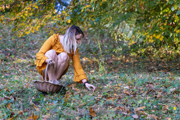 Woman Collecting Chestnuts in an Autumn Forest with a Wicker Basket