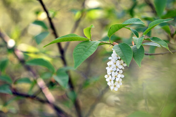 Prunus padus. common bird cherry. flowering tree. small white flowers on a branch. wild growing tree. bird cherry bush in spring, young green leaves. close-up. beauty of nature. natural background
