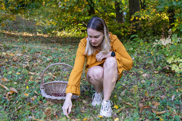 Woman Collecting Chestnuts in an Autumn Forest with a Wicker Basket