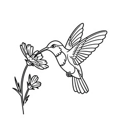 Hummingbird feeding on a flower line art illustration