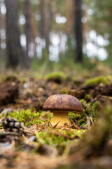 Wild boletus mushroom growing in green moss pine forest bokeh background