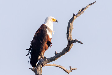African Fish Eagle (Haliaeetus vocifer) perched on branch at sunset, side view, Limpopo, South Africa