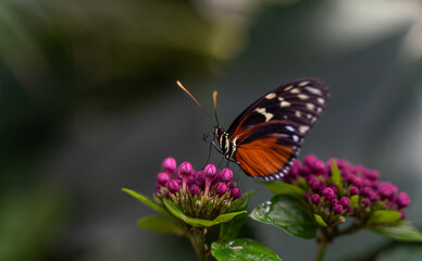 papillon