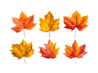 Obraz premium Maple Autumn Leaves Collection isolated on a transparent background