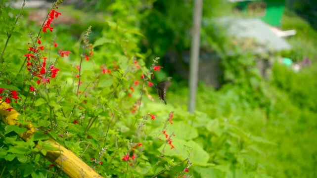 Video of a Monarch butterfly on red wildflowers, insect wildlife at Shoja, Manali, Himachal Pradesh, India.
