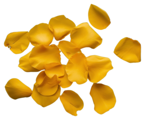 PNG Yellow flowers petals plant turquoise freshness.