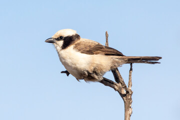 Southern White-crowned Shrike (Eurocephalus anguitimens) perched in tree in Mpumalanga, South Africa, side view