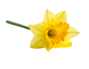 single daffodil flower with delicate yellow petals and a long green stem, isolated