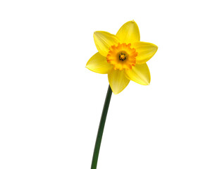 single daffodil flower with delicate yellow petals and a long green stem, isolated    © MDSAGAR