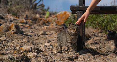 Gentle Touch with a Stray Cat in a Rocky Countryside