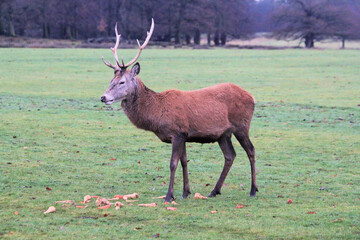 A view of a Red Deer eating a carrot